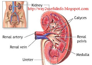 Some unknown Kidney facts